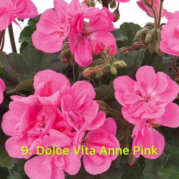 Зональна Пеларгонія 9. Dolce Vita Anne Pink