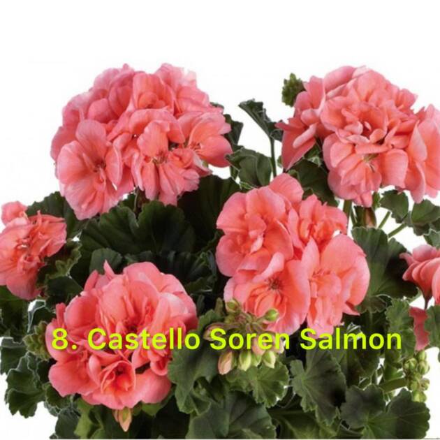 Зональна Пеларгонія 8. Castello Soren Salman