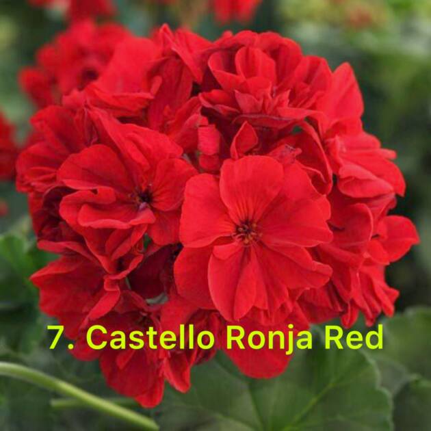 Зональна Пеларгонія 7. Castello Ronja Red