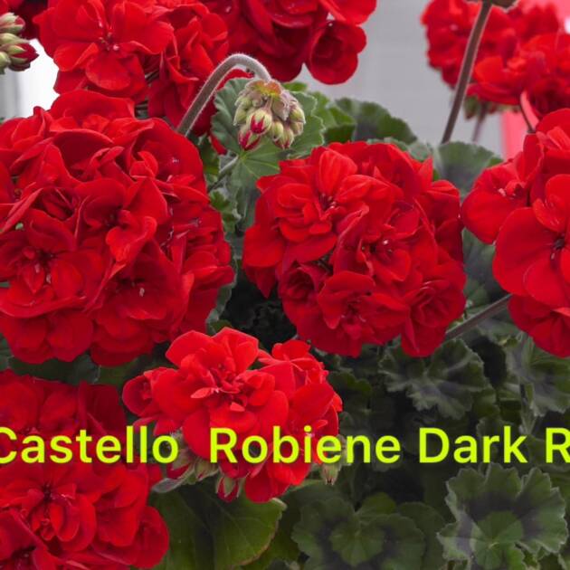 Зональна Пеларгонія 6. Castello Robiene Dark Red