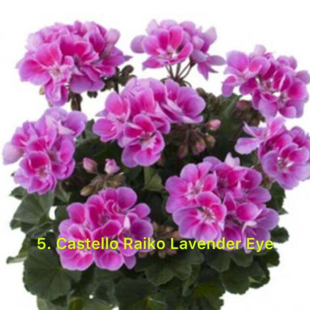 Зональна Пеларгонія 5. Castello Raiko Lavender Eye