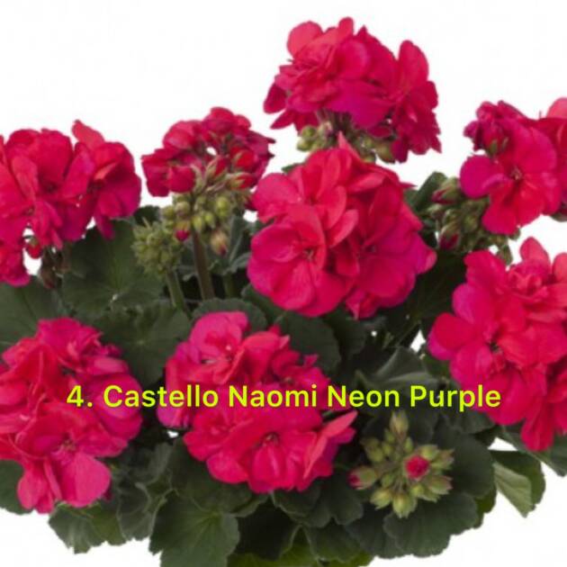Зональна Пеларгонія 4. Castello Naomi Neon Purple