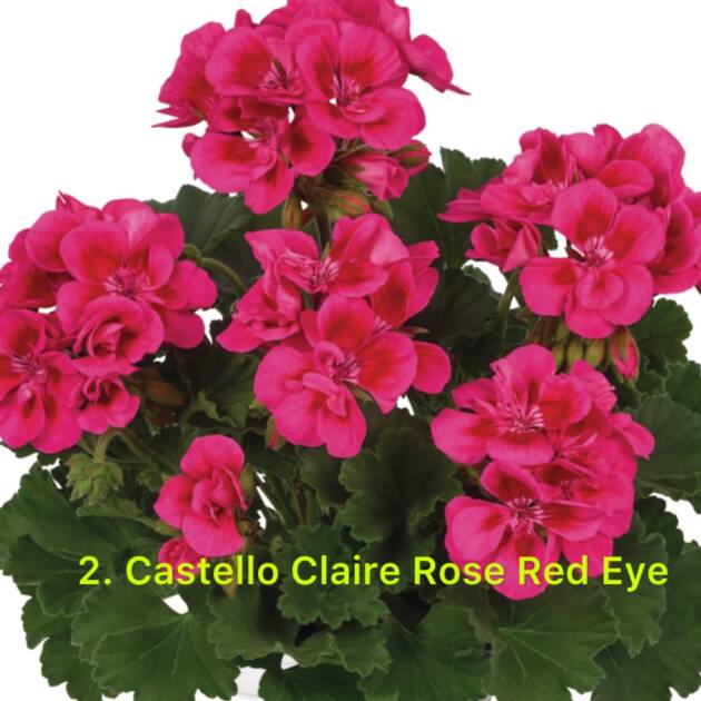 Зональна Пеларгонія 2. Castello Rose Red Eye