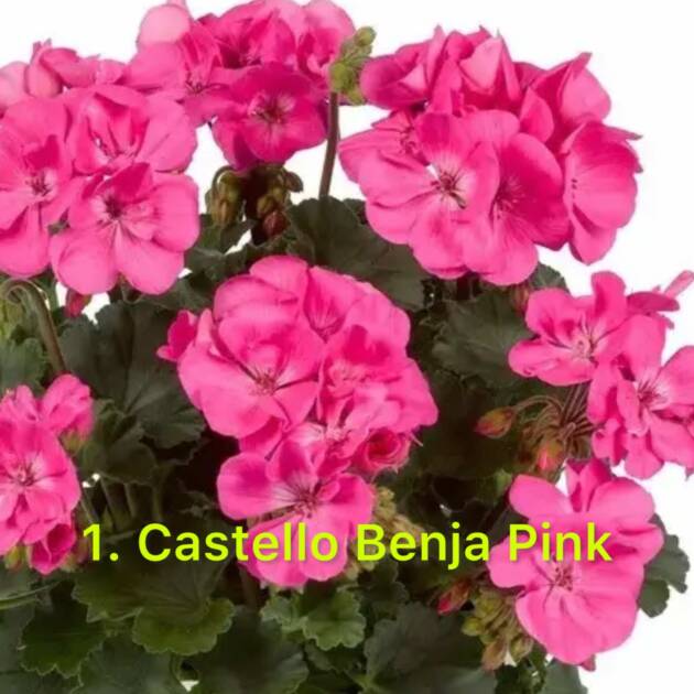 Зональна Пеларгонія 1. Castello Benja Pink