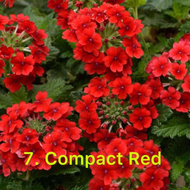 Вербена 7. Compact Red