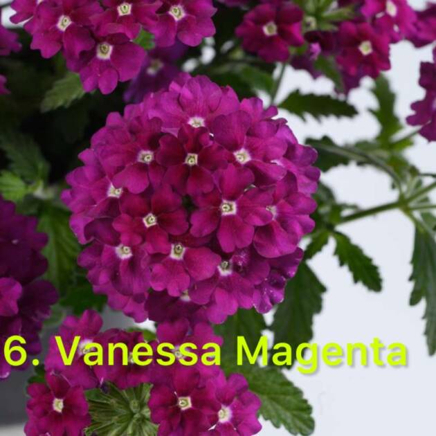 Вербена 6. Vanessa Magenta