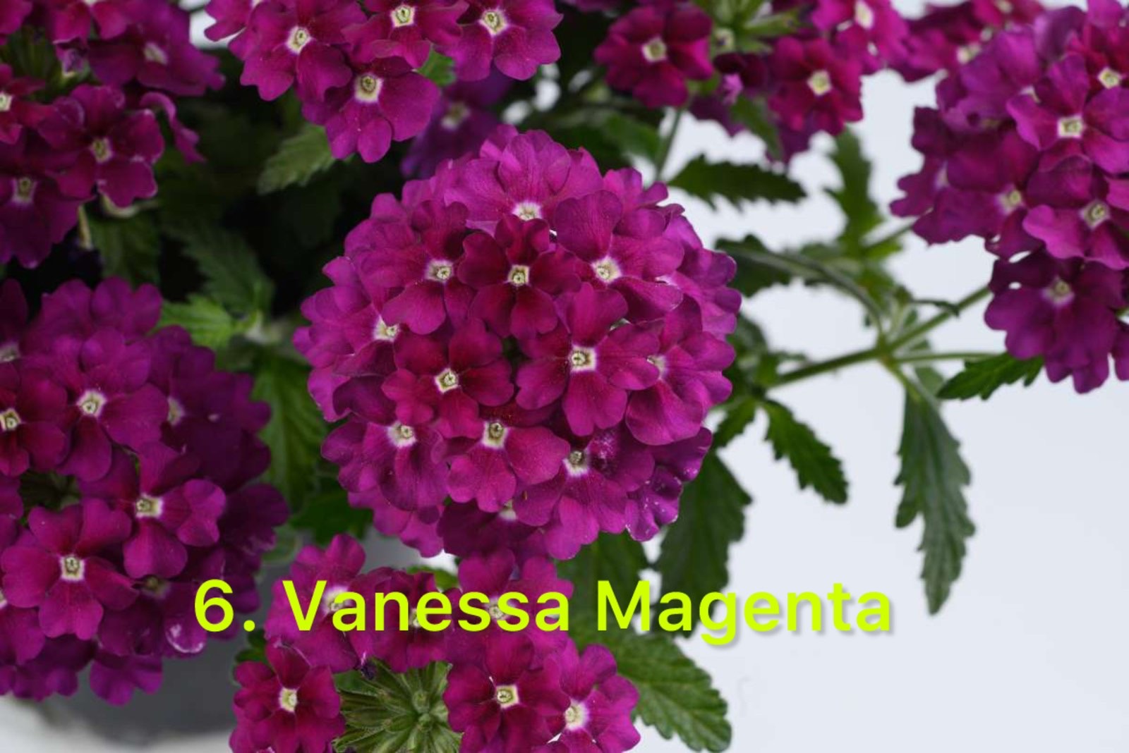 Вербена 6. Vanessa Magenta