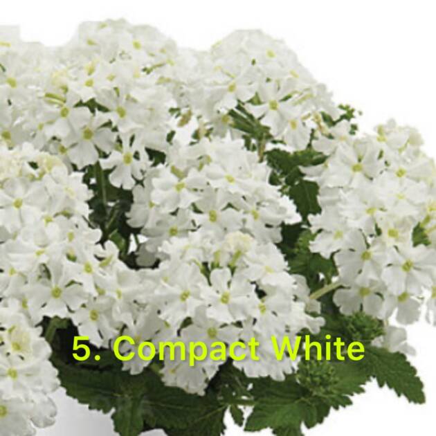 Вербена 5. Compact White