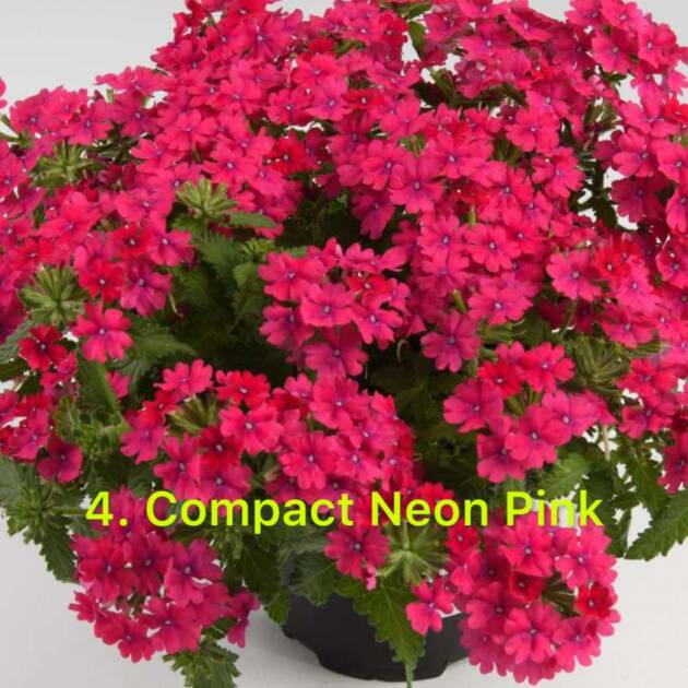 Вербена 4. Compact Neon Pink