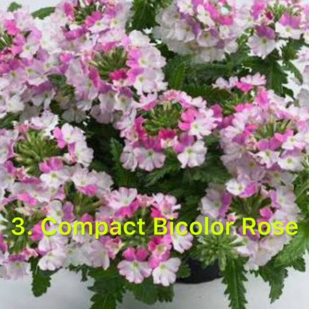 Вербена 3. Compact Bicolor Rose