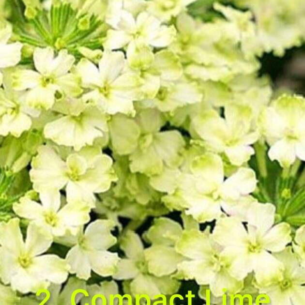 Вербена 2. Compact Lime