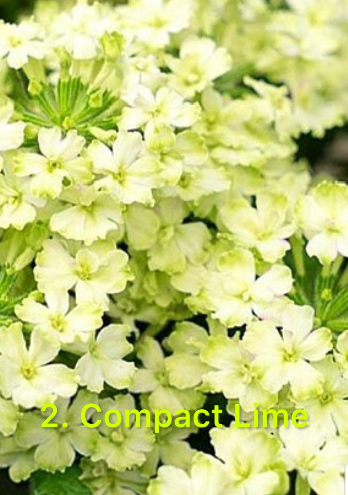 Вербена 2. Compact Lime