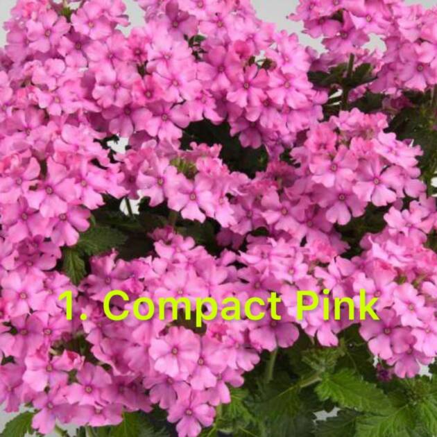 Вербена 1. Compact Pink