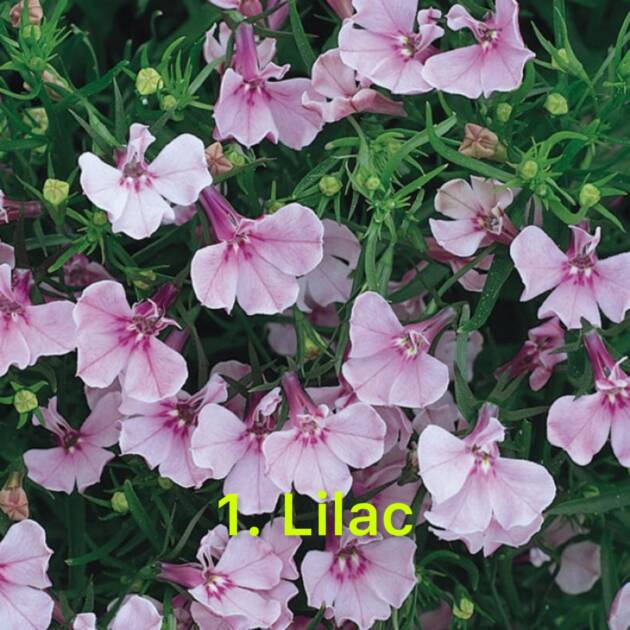 Лобелія 1.Lilac