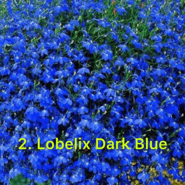 Лобелія 2. Dark Blue