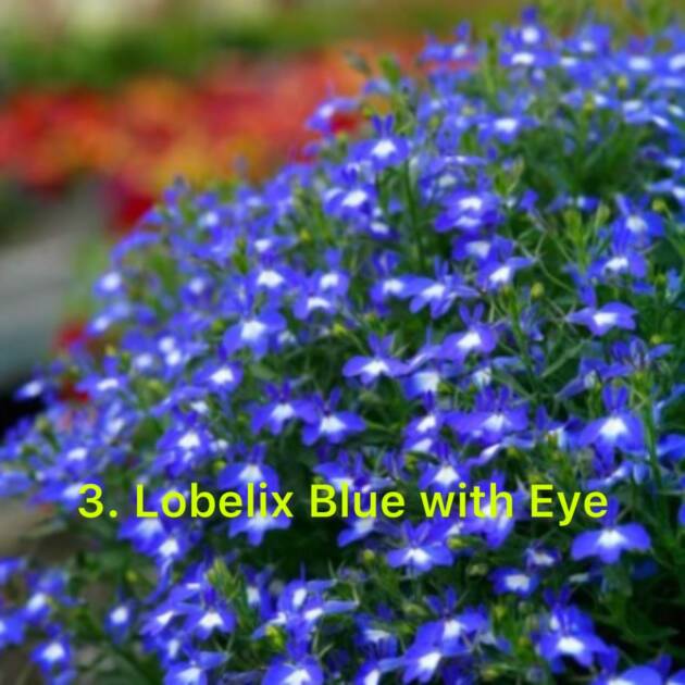 Лобелія 3. Blue with Eye