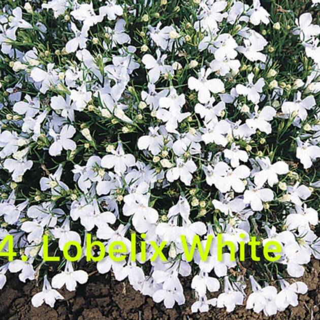 Лобелія 4. White
