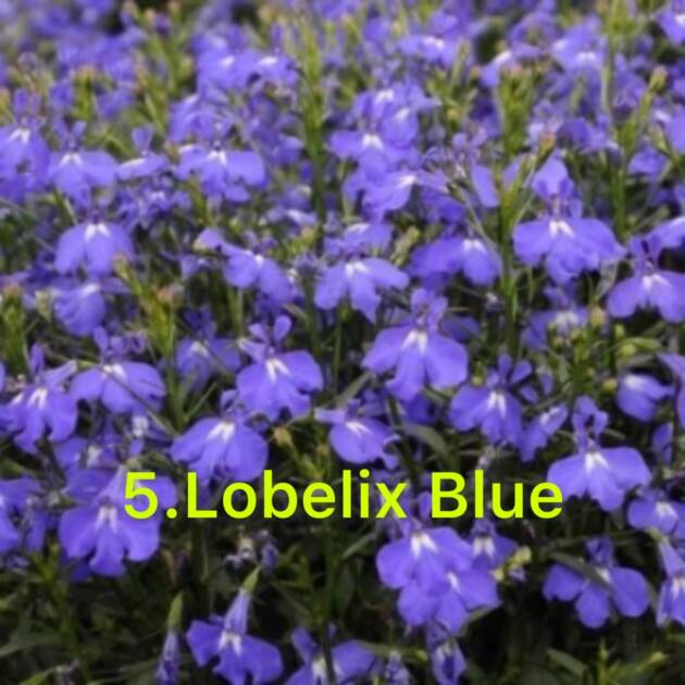 Лобелія 5. Blue