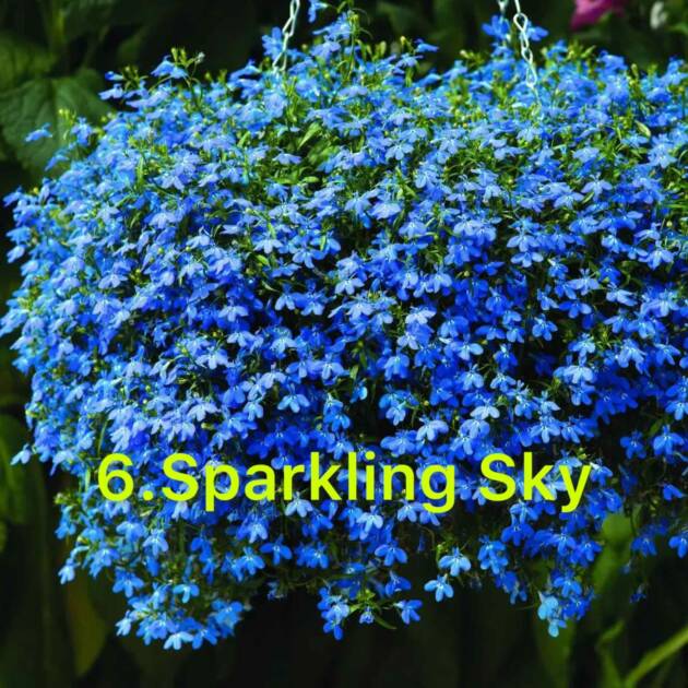 Лобелія 6. Sparkling Sky