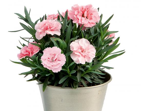 Гвоздика 5. Oscar Pink