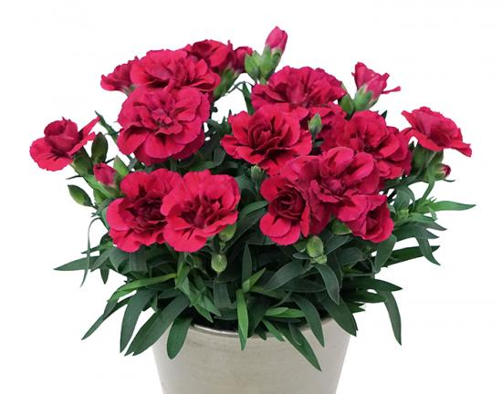 Гвоздика 3. Oscar Purple