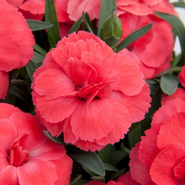 Гвоздика 6. Oscar Salmon