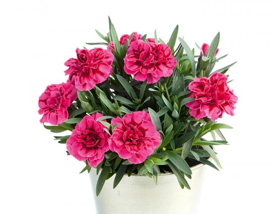 Гвоздика 7. Oscar Violet and Pink