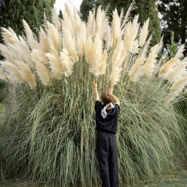 Декоративні трави та кущі