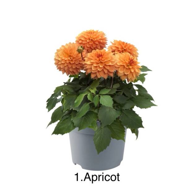 Жоржина 1.Apricot