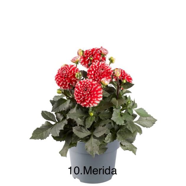 Жоржина 10. Merida