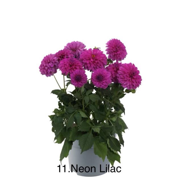 Жоржина 11. Neon Lilac