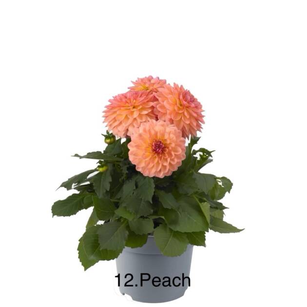 Жоржина 12. Peach