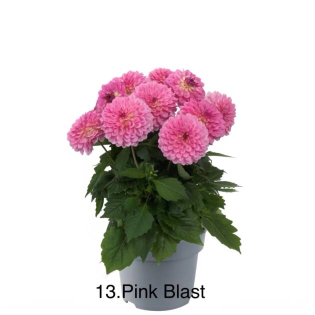 Жоржина 13. Pink Blast