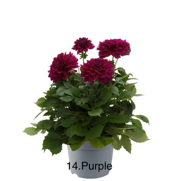 Жоржина 14. Purple