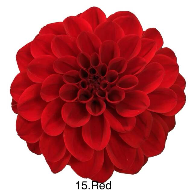 Жоржина 15. Red