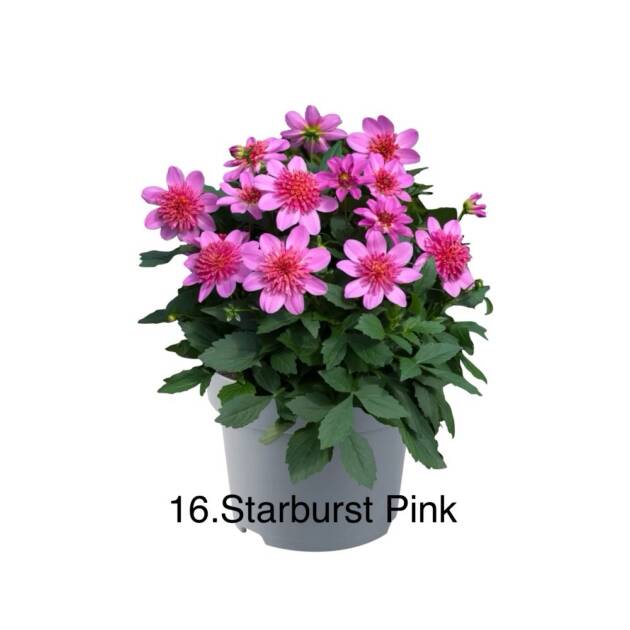 Жоржина 16. Starburst Pink