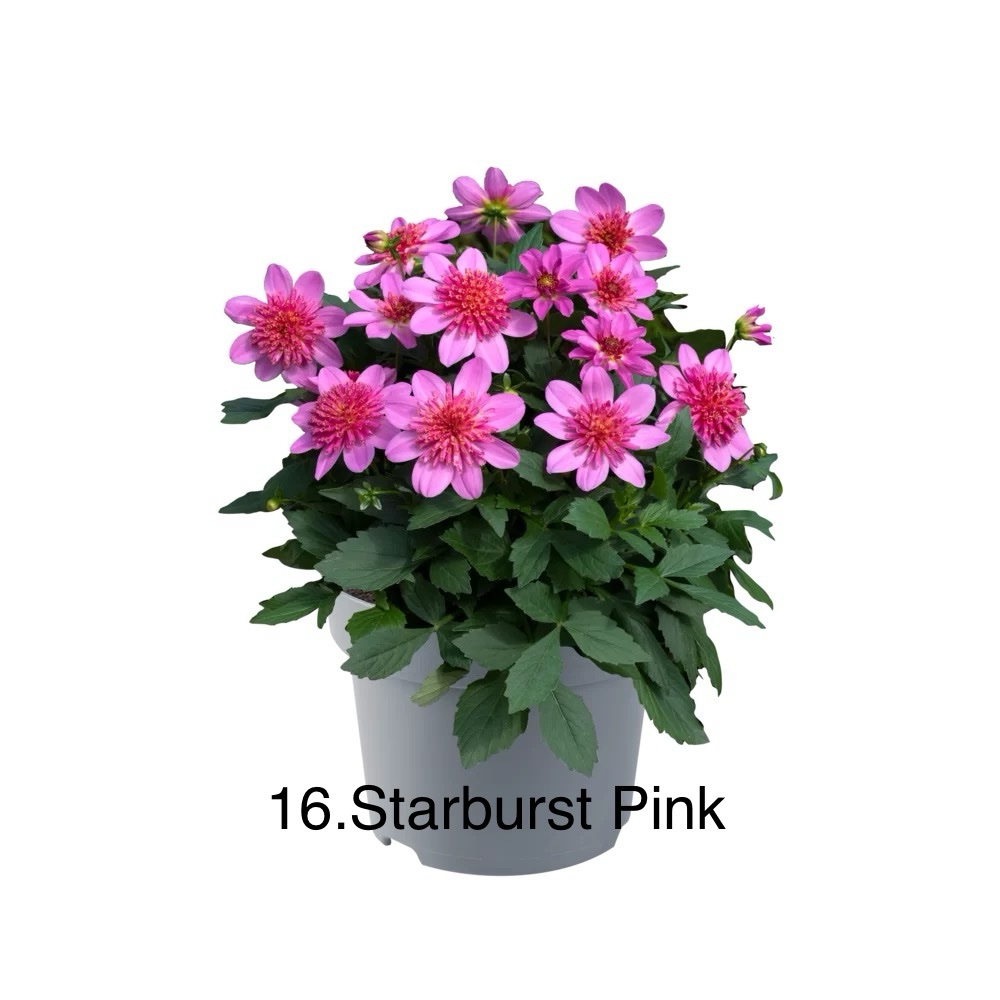 Жоржина 16. Starburst Pink