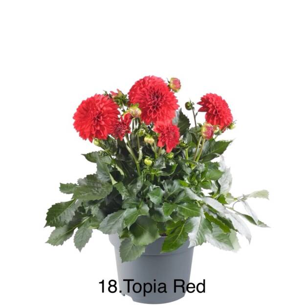 Жоржина 18. Topia Red