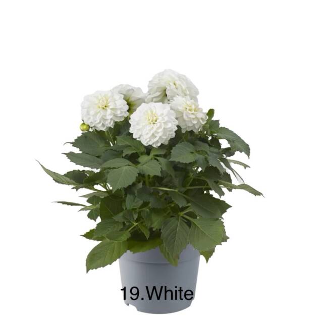 Жоржина 19. White