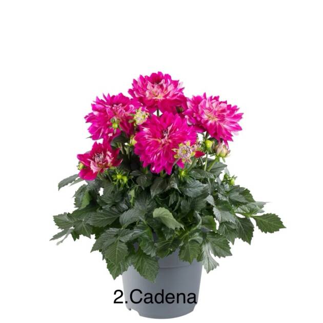 Жоржина 2. Cadena