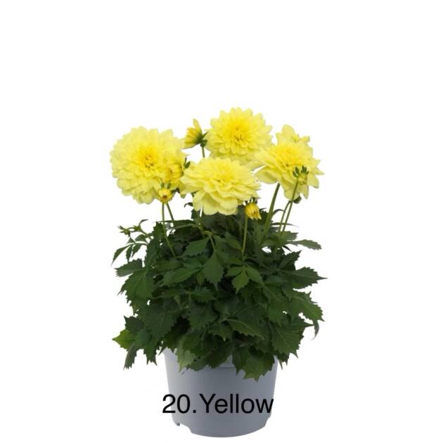 Жоржина 20. Yellow