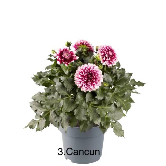 Жоржина 3. Cancun