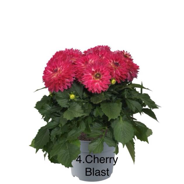 Жоржина 4. Cherry Blast