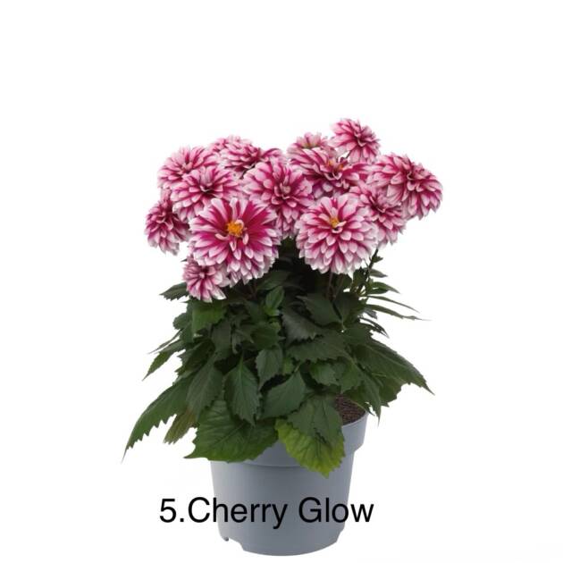 Жоржина 5. Cherry Glow
