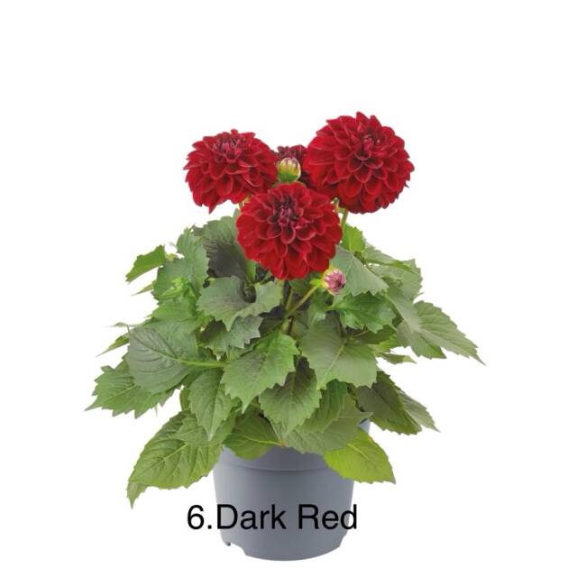 Жоржина 6. Dark Red