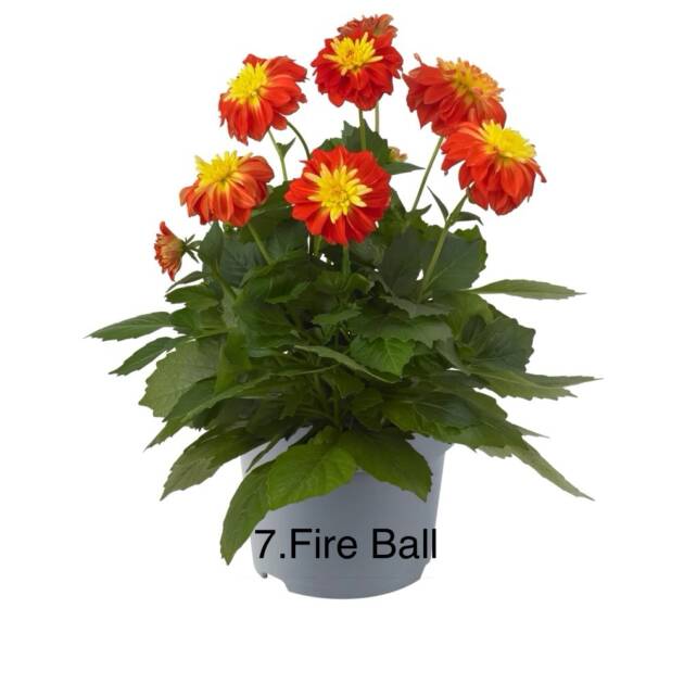Жоржина 7. Fire Ball