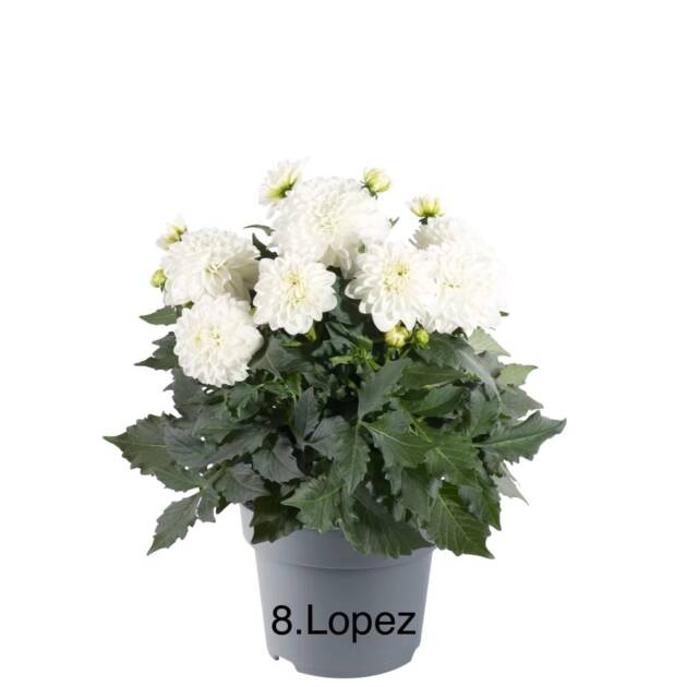 Жоржина 8. Lopez