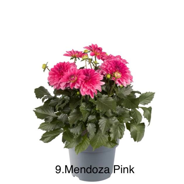 Жоржина 9. Mendoza Pink