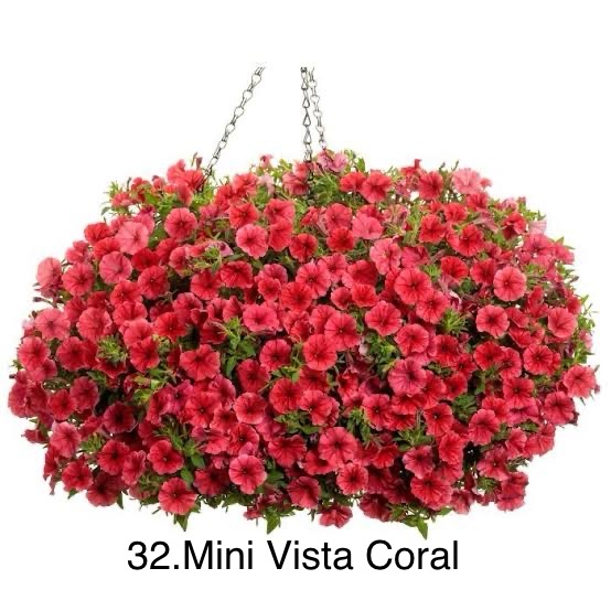 Сурфінія 32. Mini Vista Coral