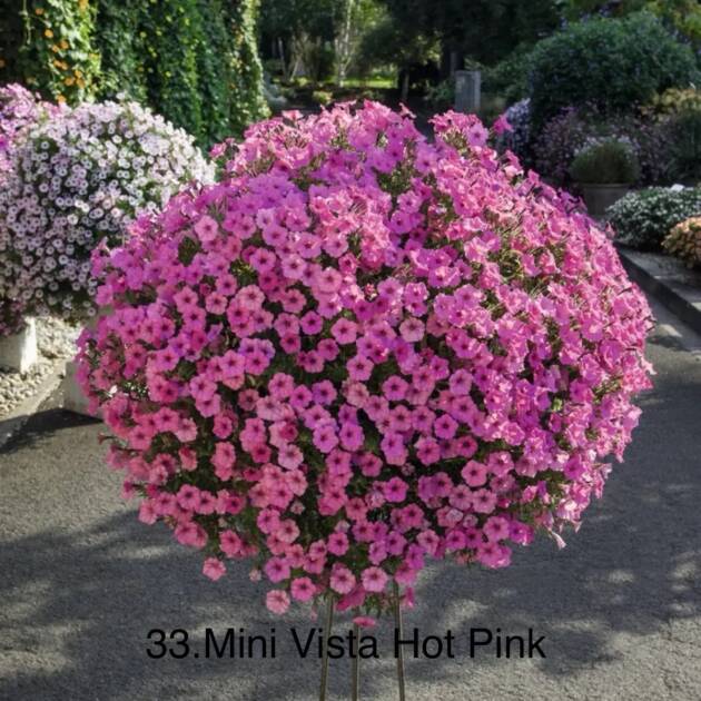 Сурфінія 33. Mini Vista Hot Pink